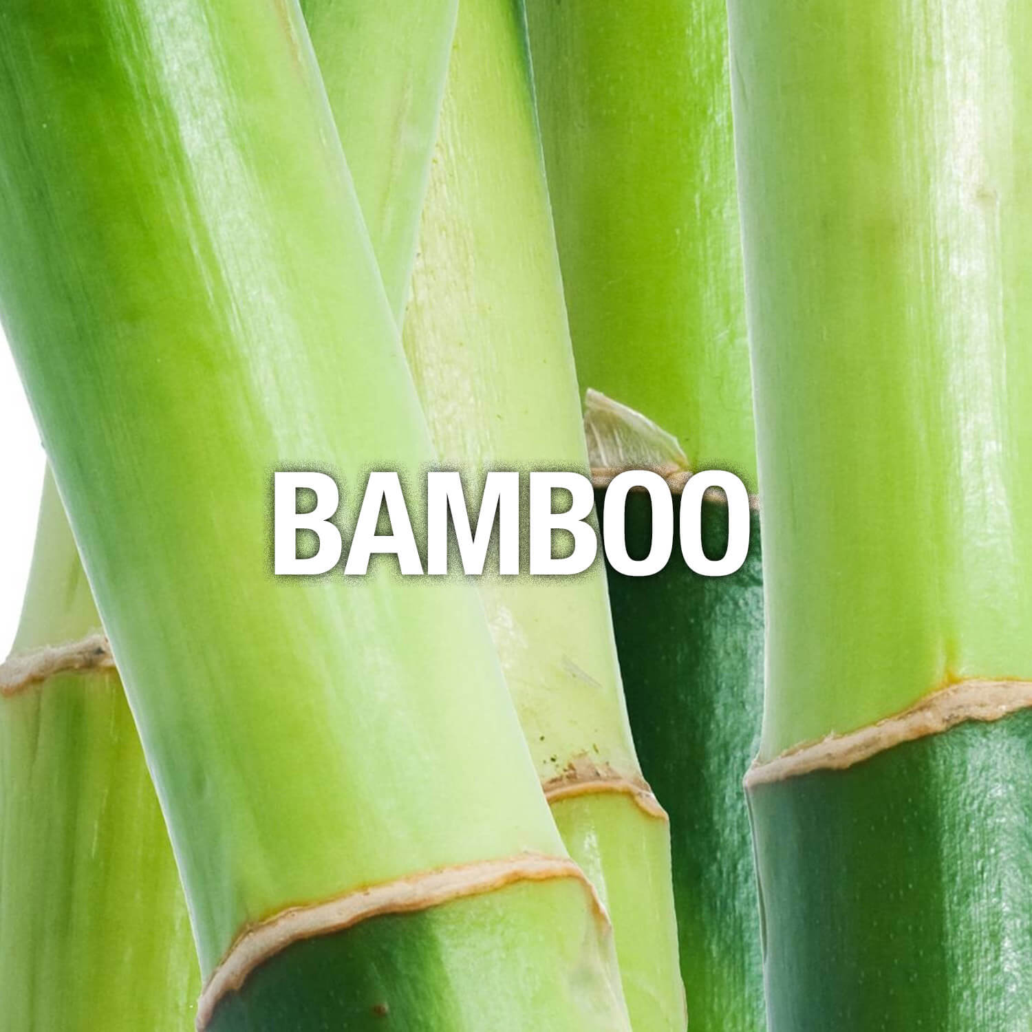 Curve Fragrance Notes Bamboo