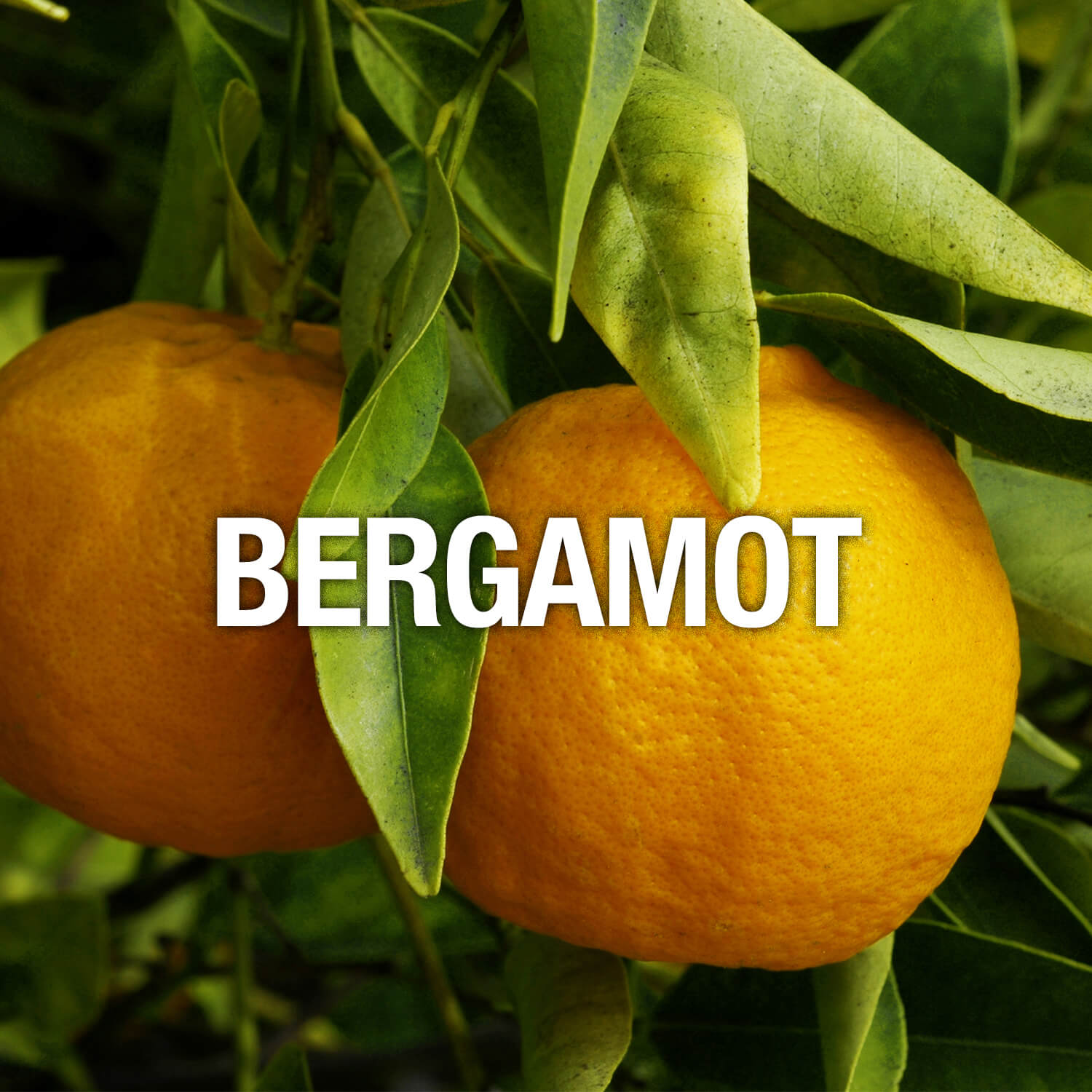 Curve Fragrance Notes Bergamot