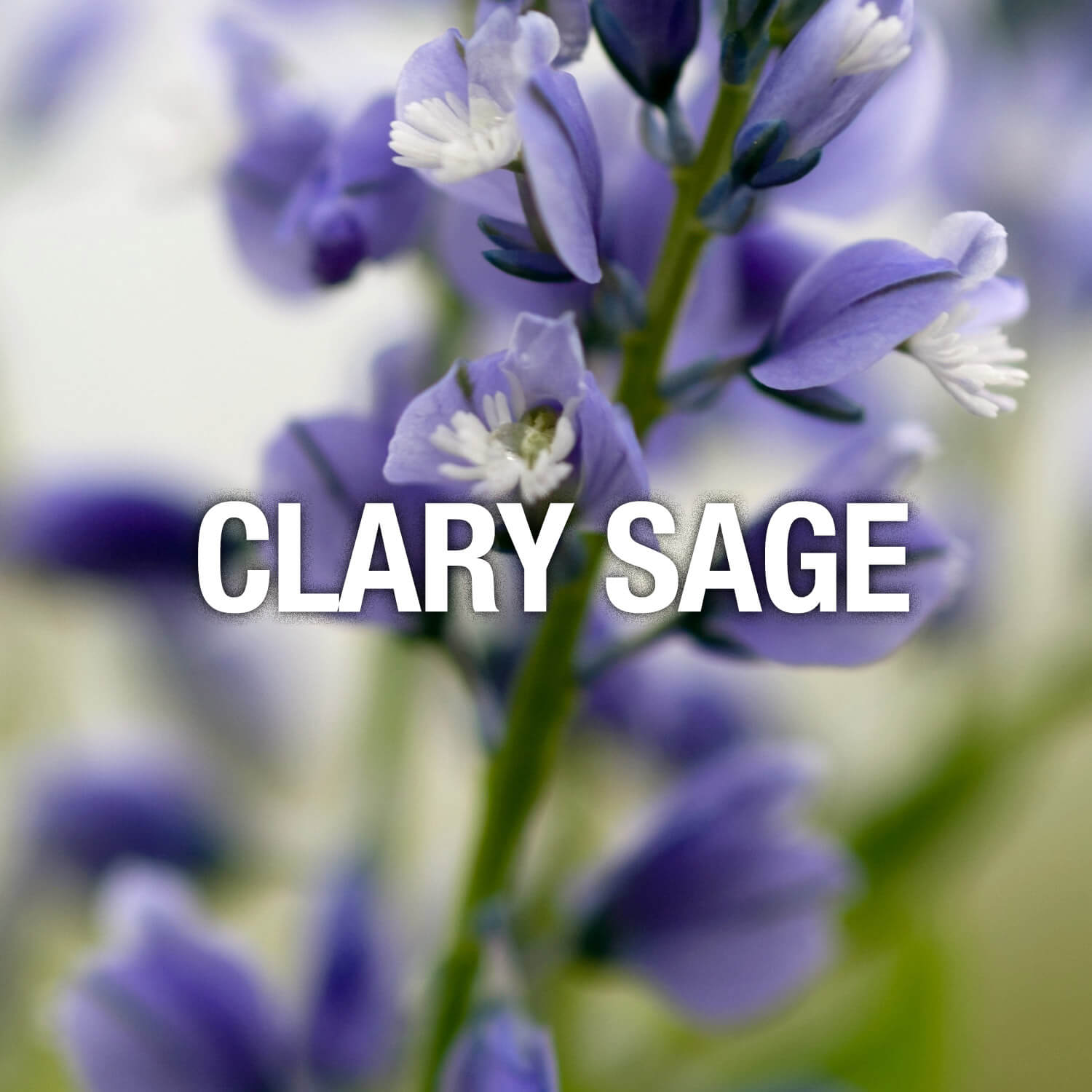 Curve Fragrance Notes Clary Sage
