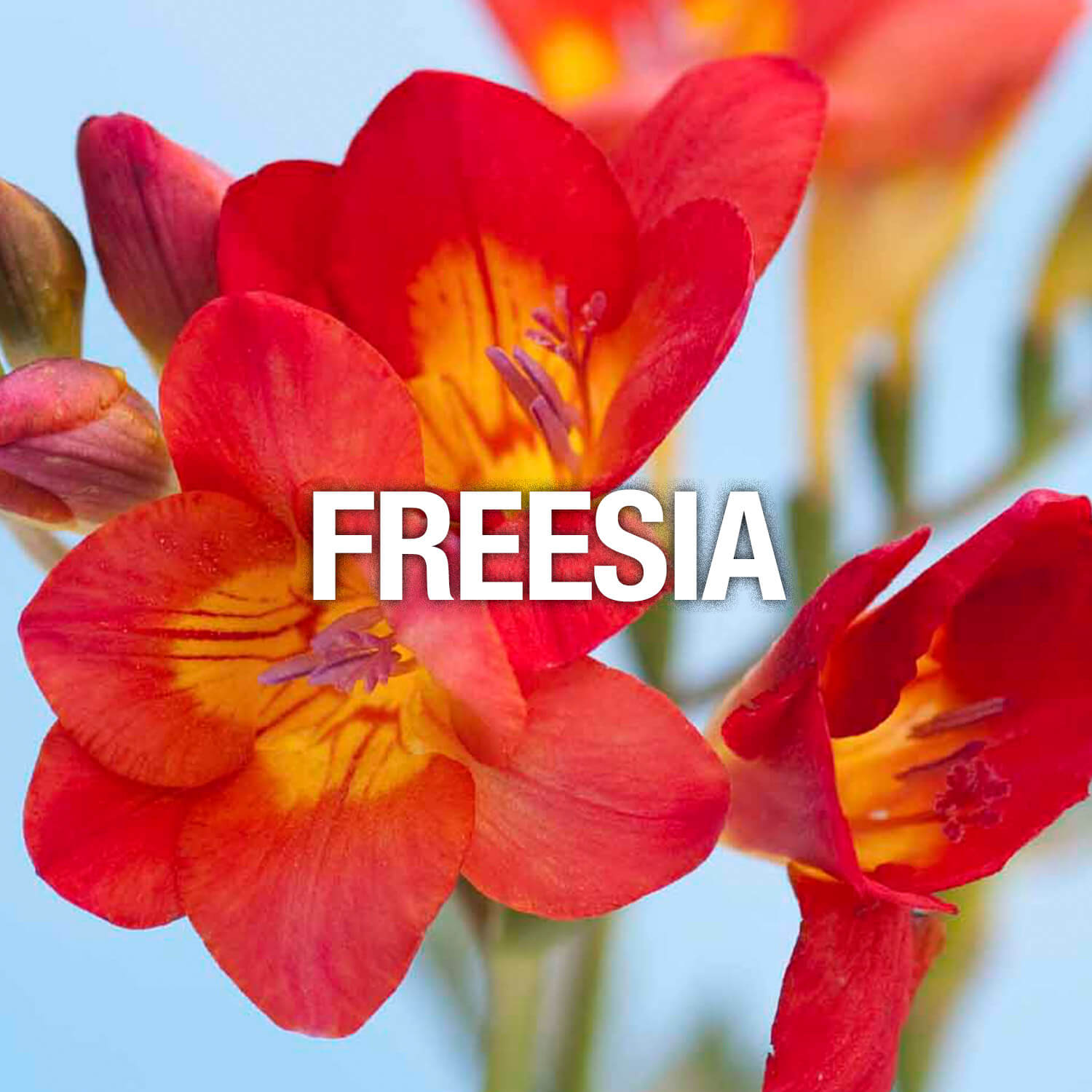 Curve Fragrance Notes Freesia