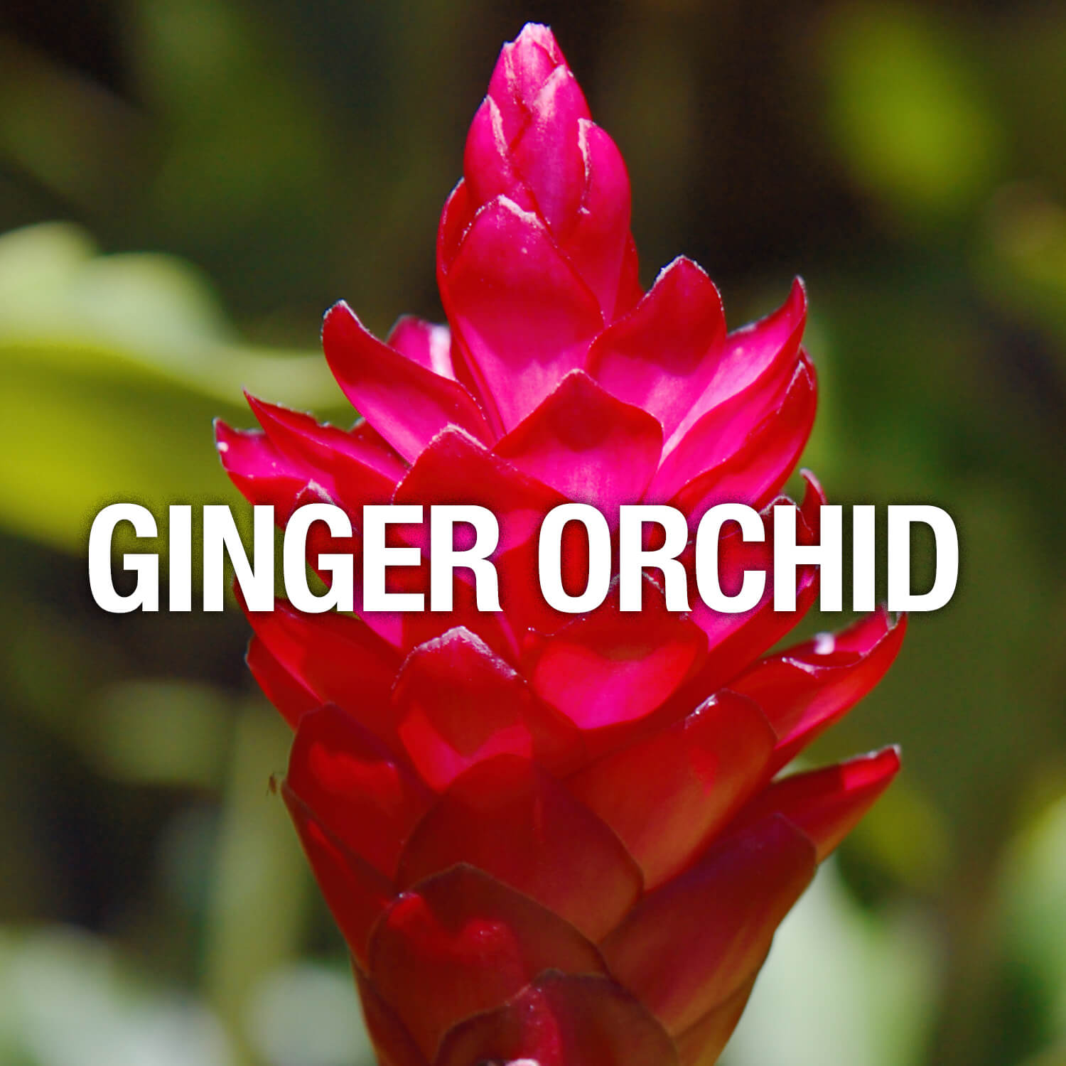 Curve Fragrance Notes Ginger Orchid
