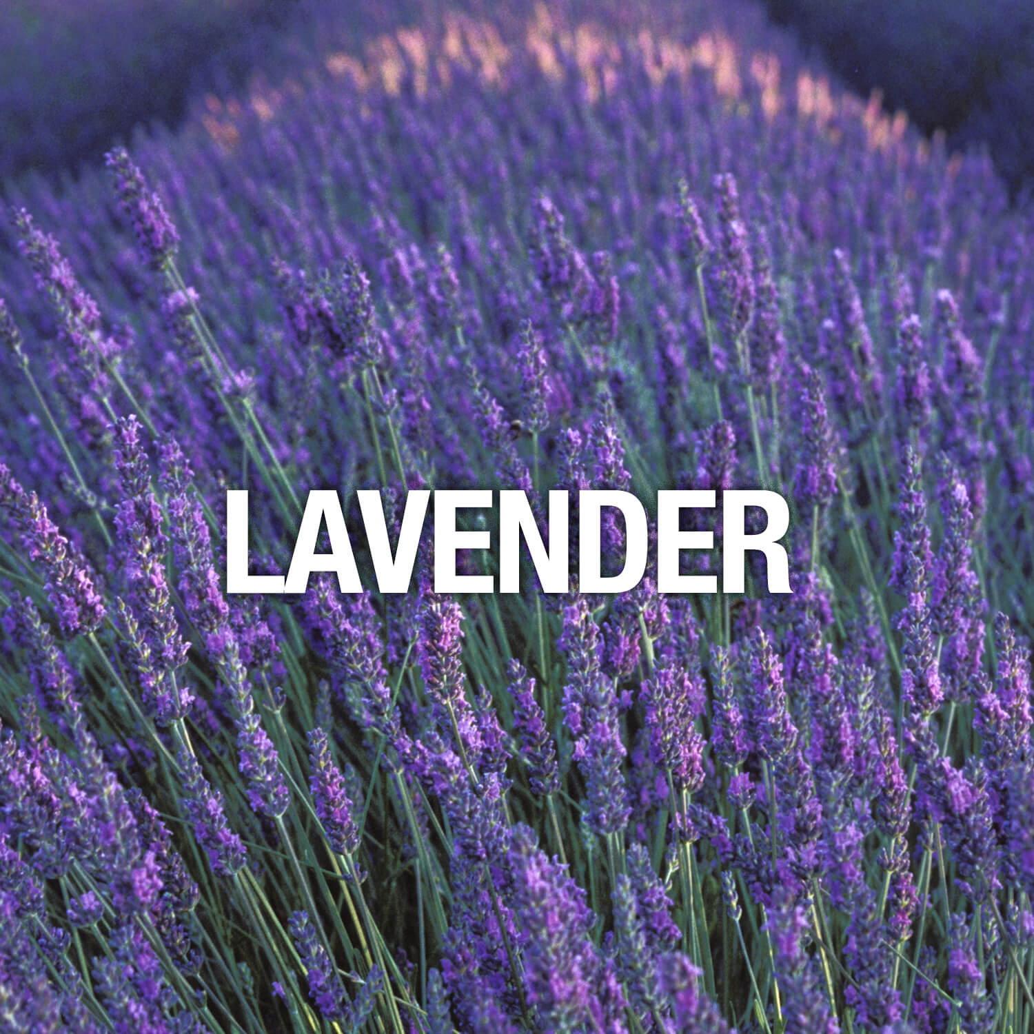 Curve Fragrance Notes Lavender