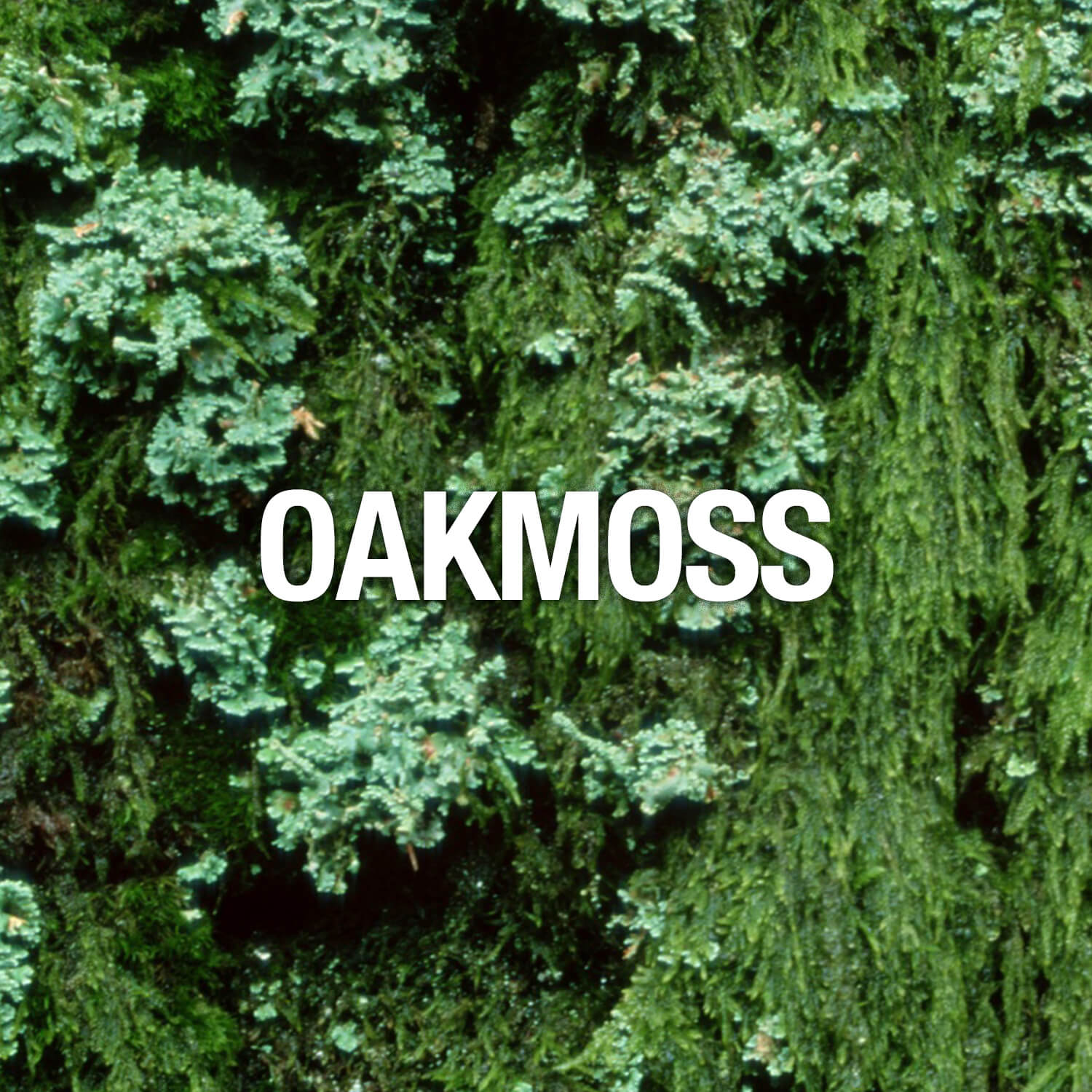 Curve Fragrance Notes Oakmoss