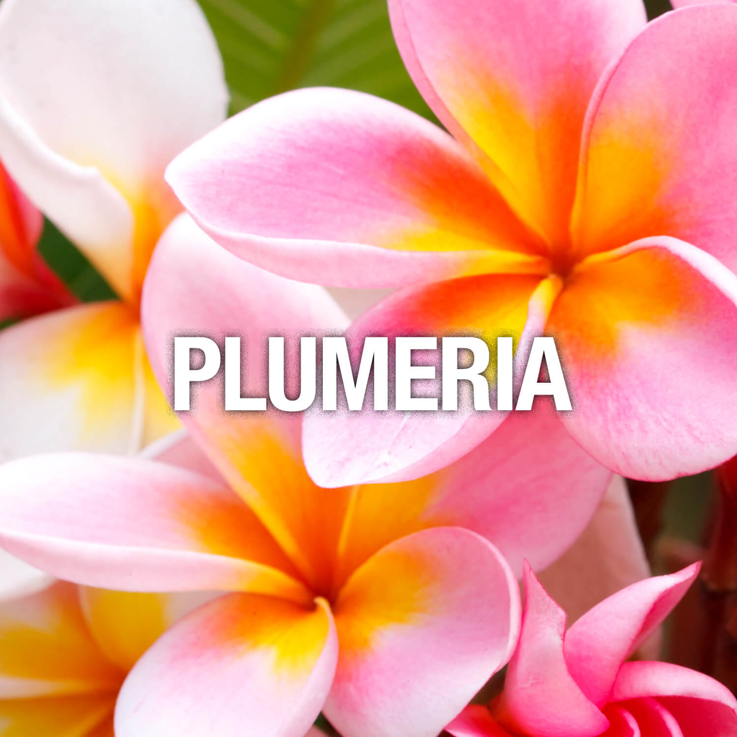 Curve Fragrance Notes Plumeria Frangipani