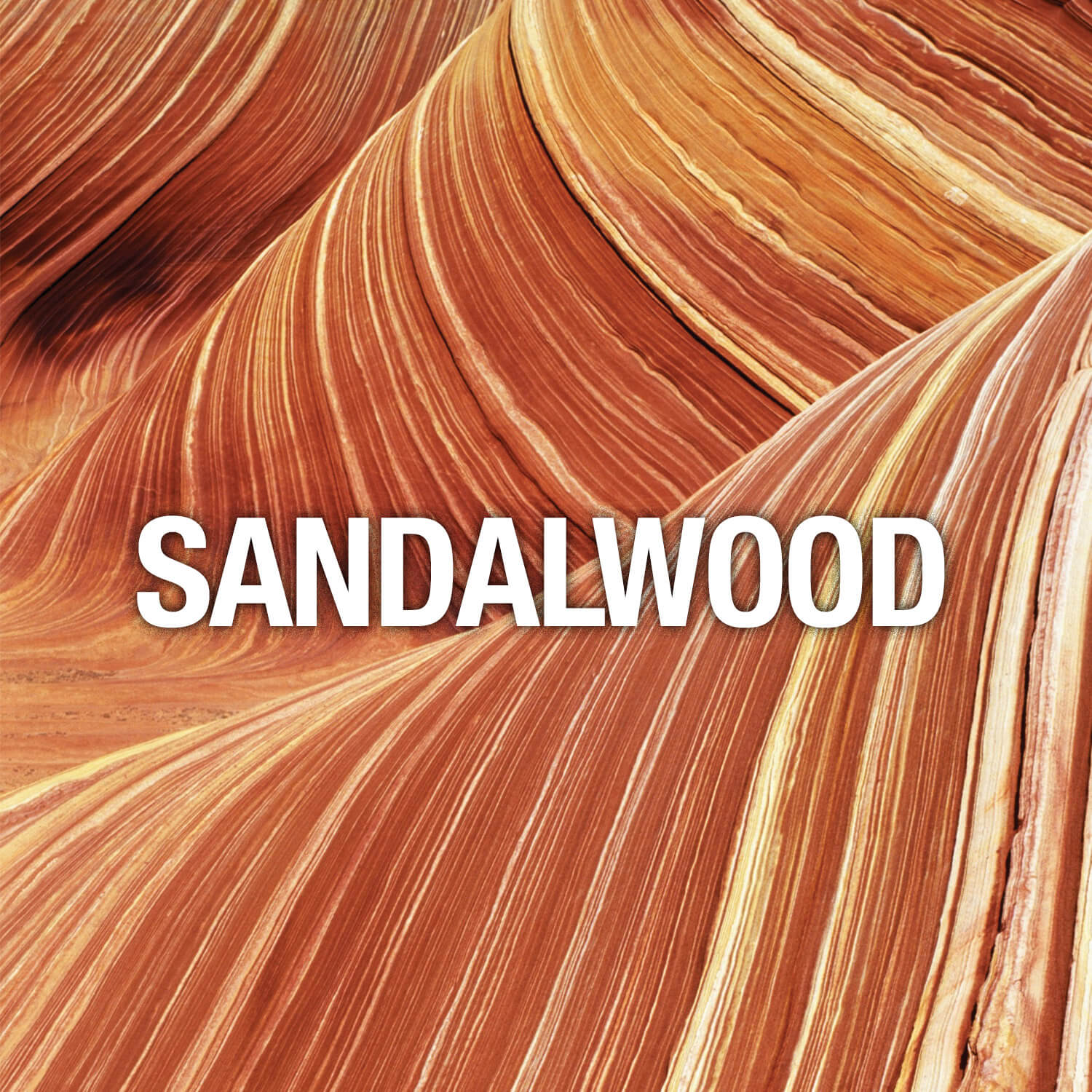 Curve-Fragrance-Notes-Sandalwood