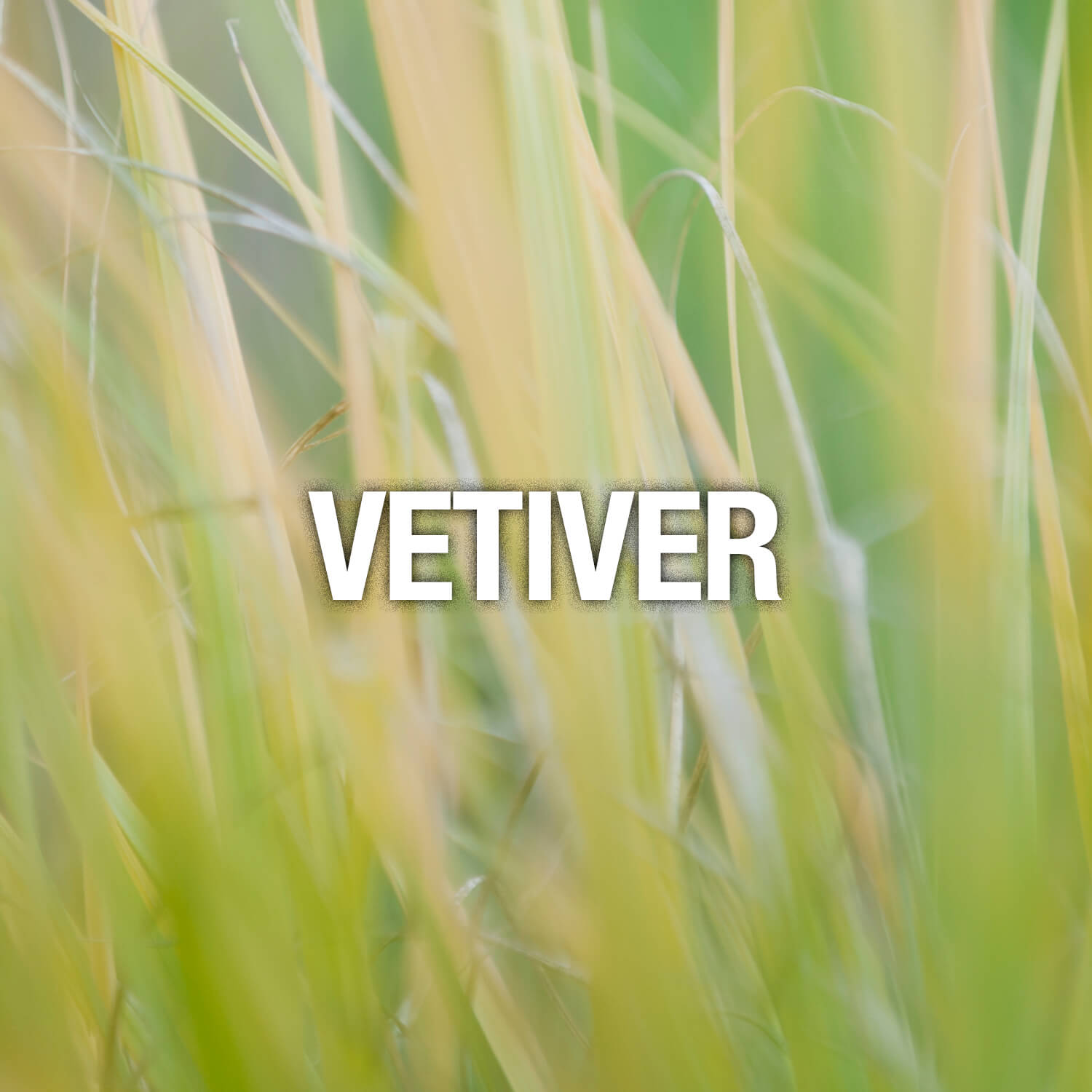 Curve Fragrance Notes Vetiver