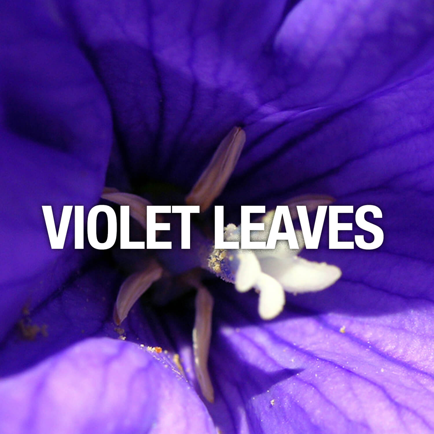 Curve Fragrance Notes Violet Leaves
