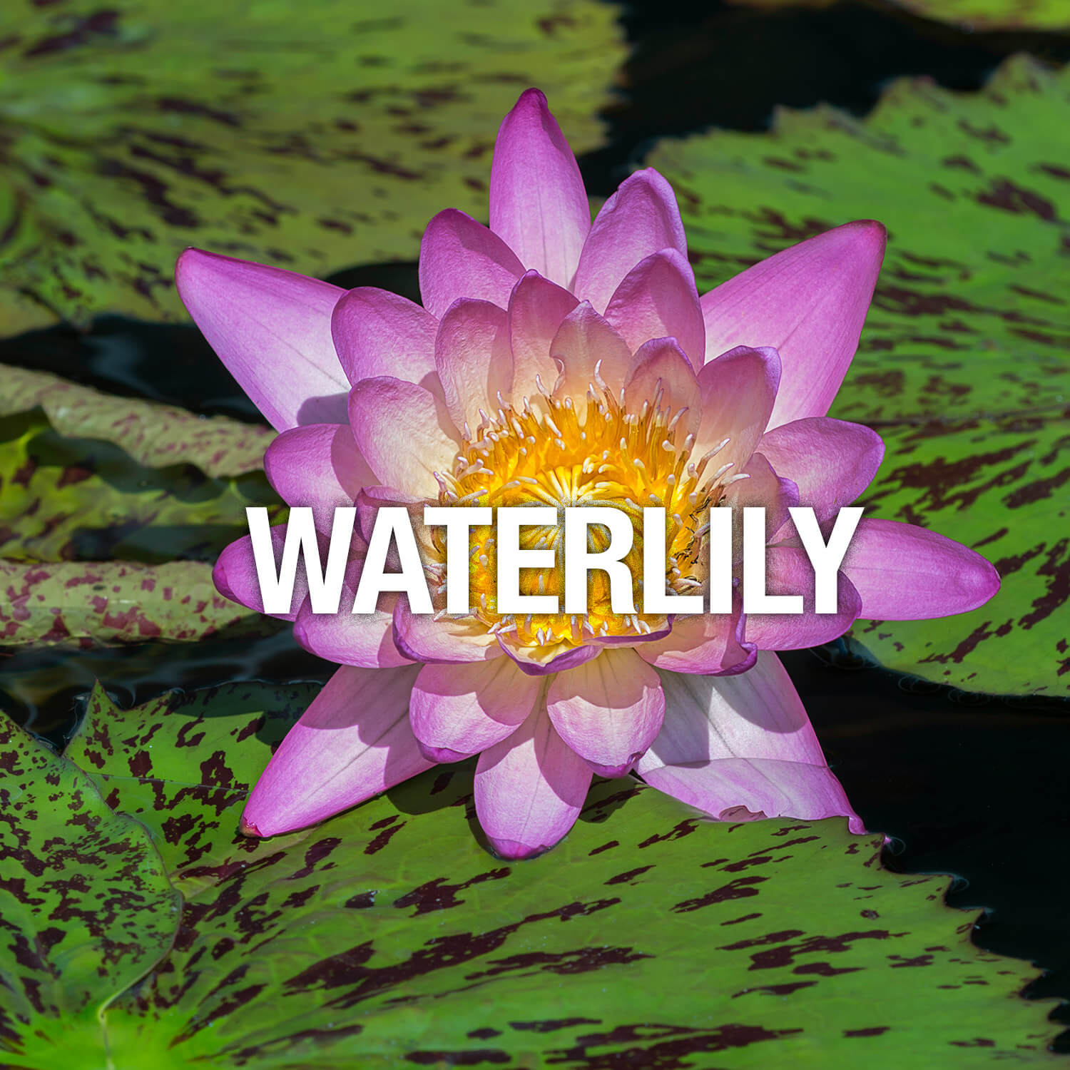 Curve Fragrance Notes Waterlily