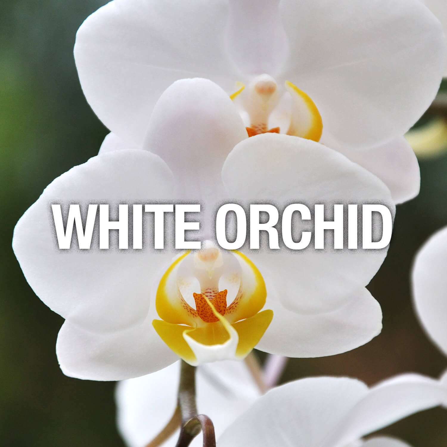 Curve Fragrance Notes White Orchid